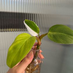 white princess philodendron rooted cutting