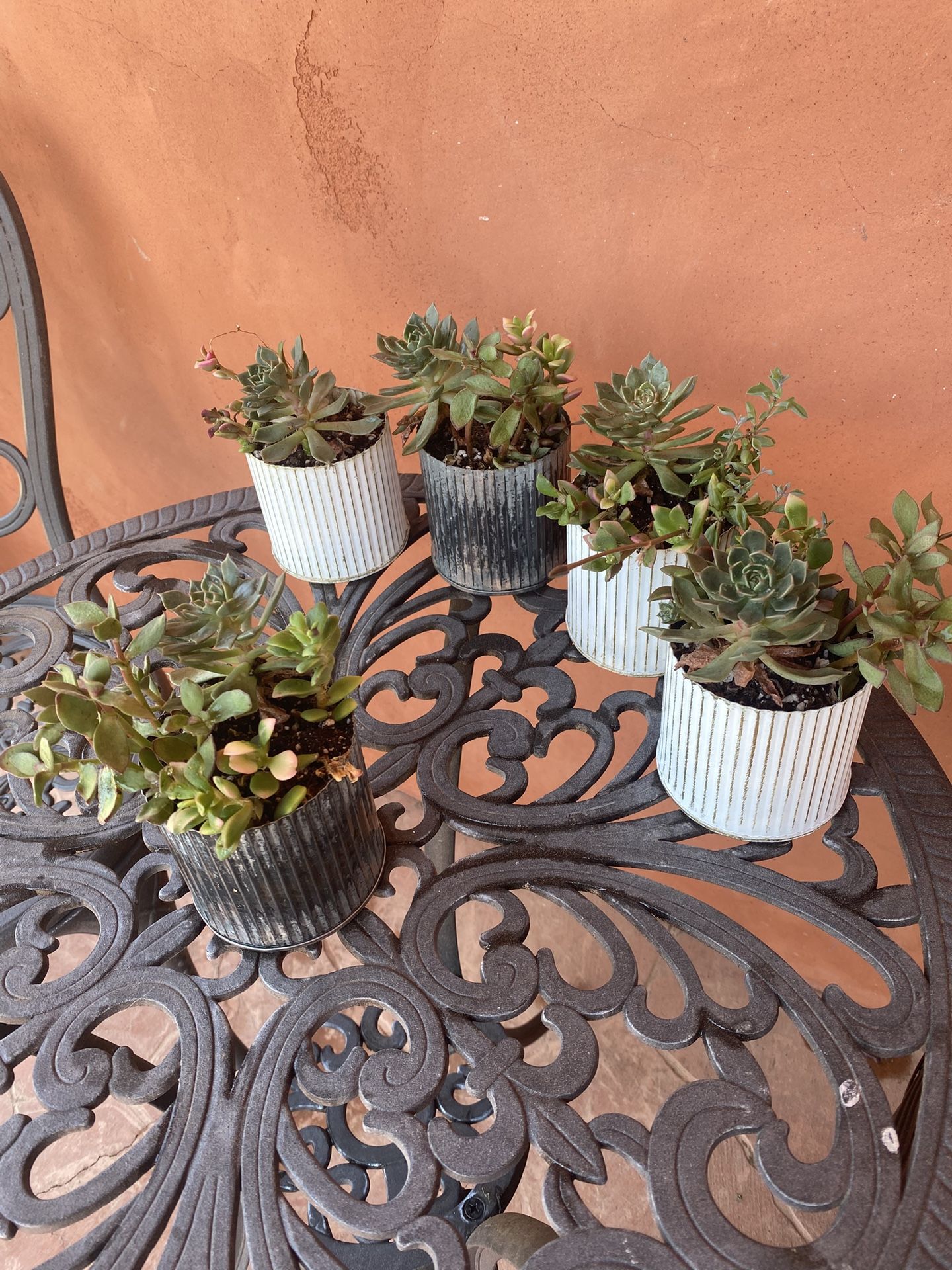 Succulents