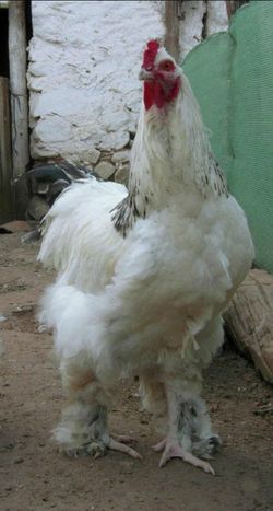 Fertile brahma chicken eggs for sale