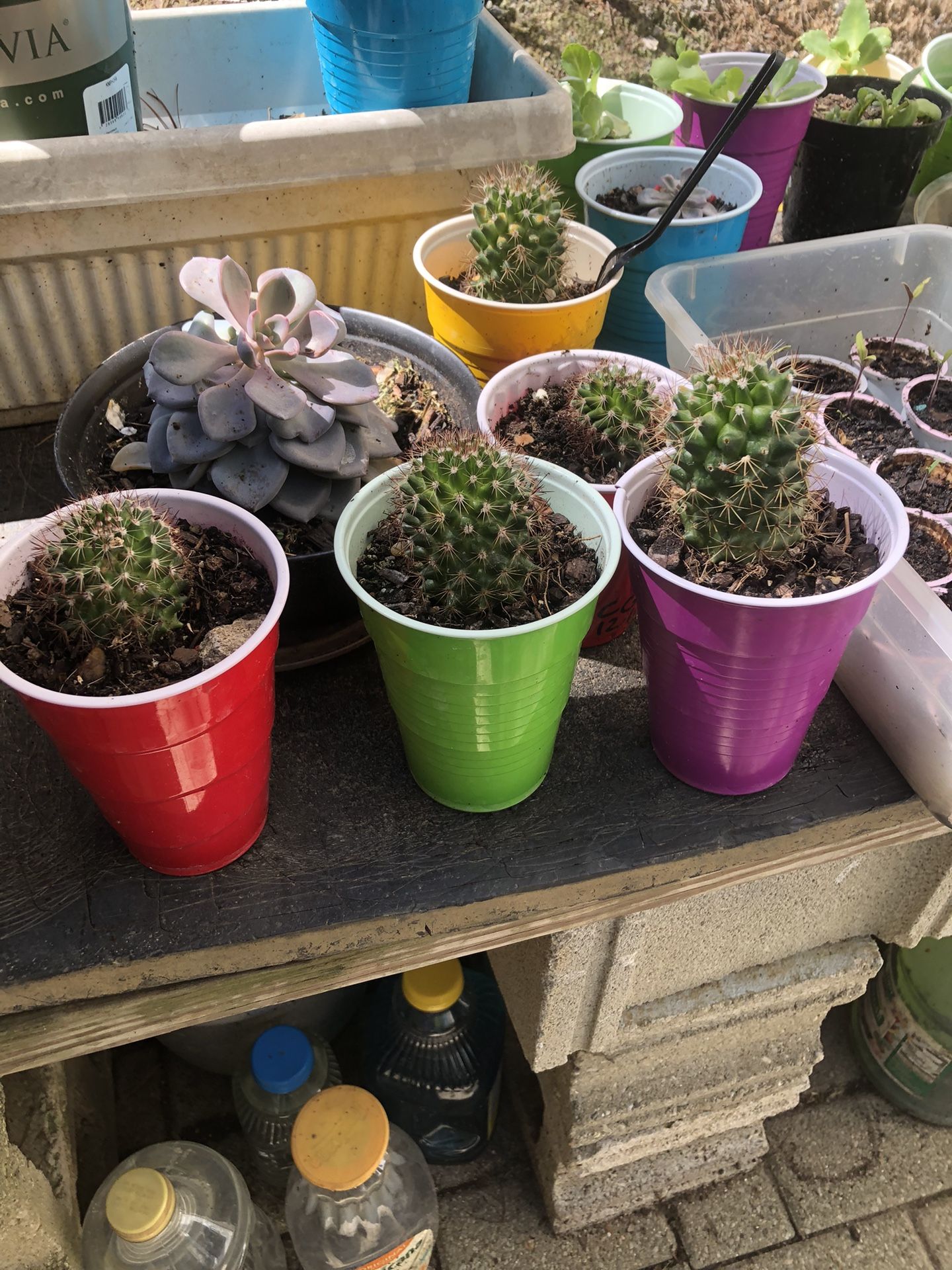 Five cactus one succulent five dollars each