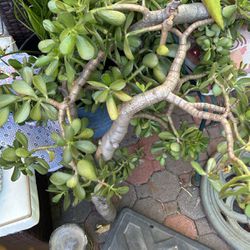 Jade Tree Succulents 