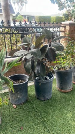 Arbol Grande