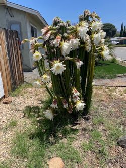 San Pedro cactus
