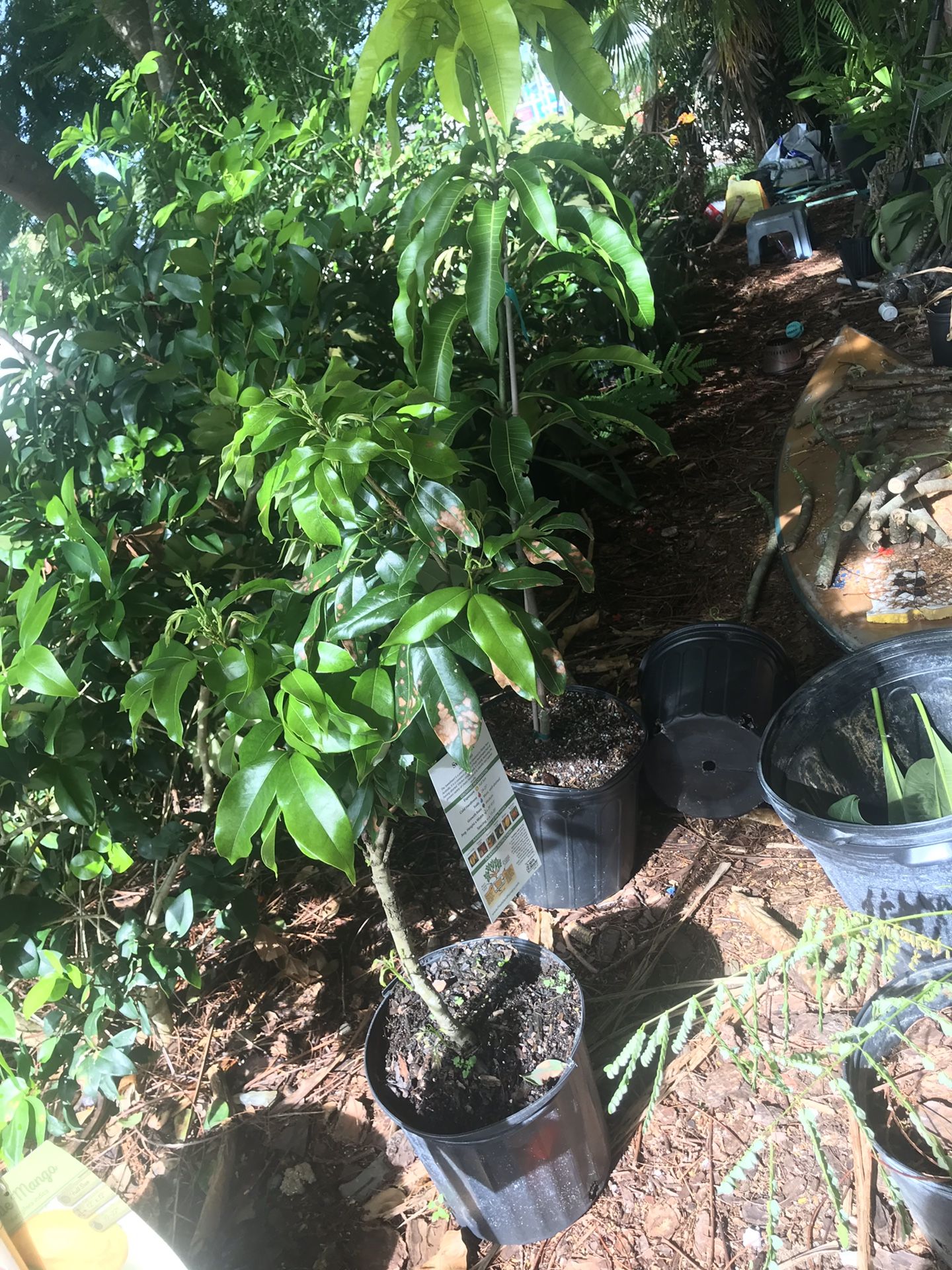 Sweetheart lychee tree (shipping available)