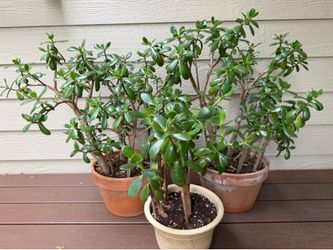 House Plants (5 total)
