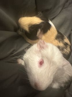 Guinea pig