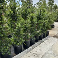 Ligustrum japonicum, Waxleaf Privet Hedges plant, 15gal 
