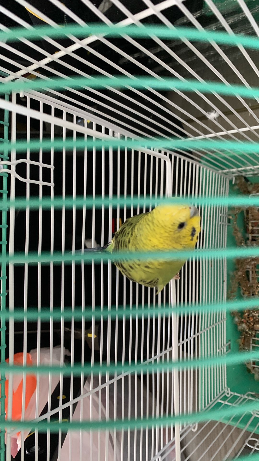 Moving Sale Bird Cage With Free Bird