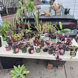 Big Variety Of Beautiful Plants from $1 to $5