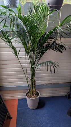 Palm tree