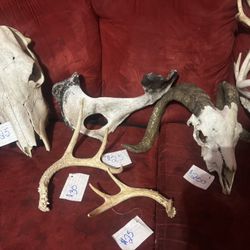 Animal Skulls /antlers