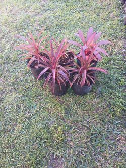 Cordyline Fruticosa 2.50 Each 3 Gal