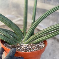 Very Rare And Large Sanseveria Snake Plant, Is Shade Plant, In 10 Inch Pot Pick Up Only
