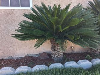 Sago Palm 15yrs-You dig.