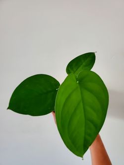 Syngonium Chiapense
