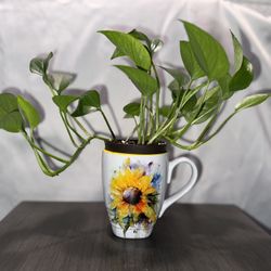 Pothos Plant With Sunflower Mug
