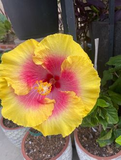 Hibiscus plant-Bon Temp