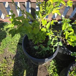 Lima Dulce, Sweet Lime 