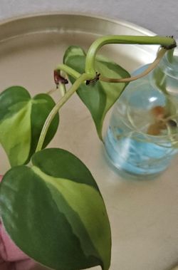 Brasil Philodendron