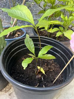 Avocado Tree