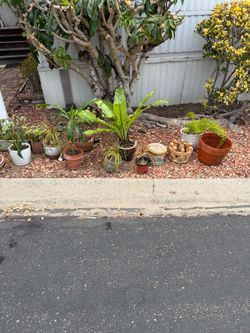 Free plants and pots