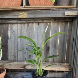 Indoor Peace lily Plant