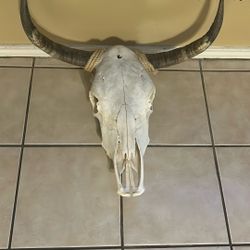 Cow Skull