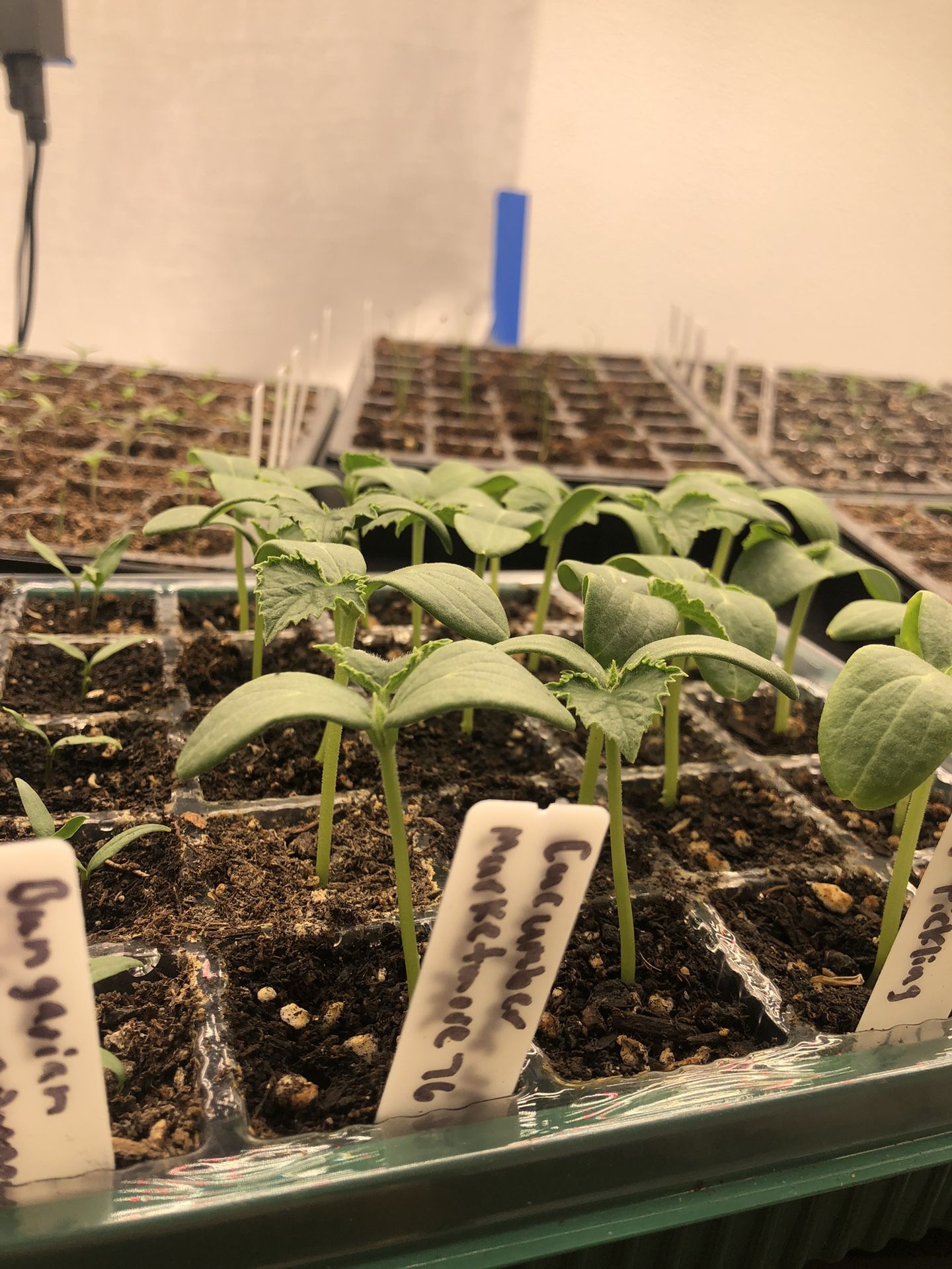 Cucumber Plant