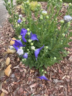 Blue Bell Perennials