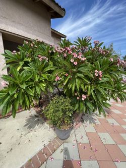 Plumeria