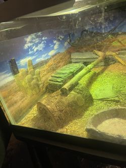 Bearded Dragon Tank And Animal