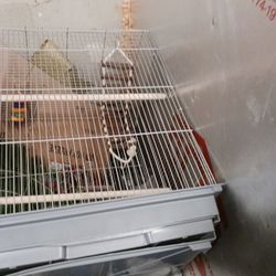 Bird Cage