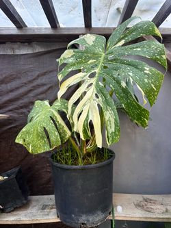 Monstera Albo Variegata – Highly Variegated