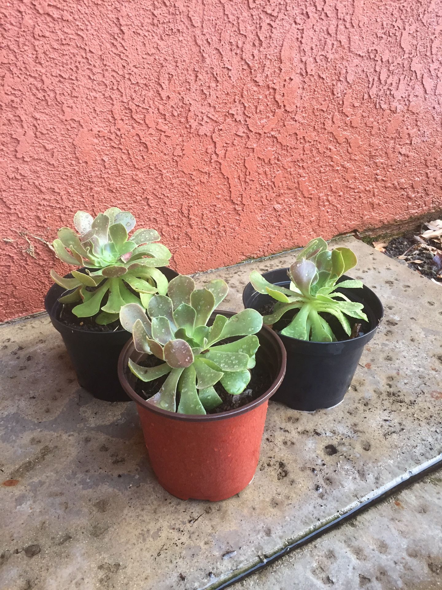 Succulent with 4” pot