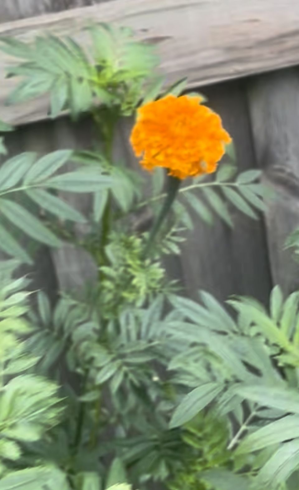 Se Vende Sinplasuches Para Tu Ofrenda $10 La Dosena De Flores