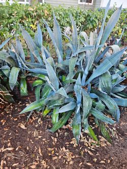 Blue agaves for 5 each.