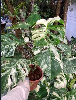 Monstera Albo