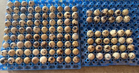 Quail eggs