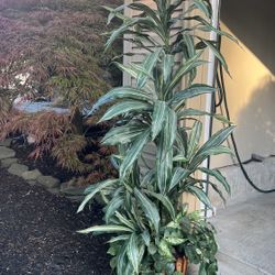 Artificial Dracaena Silk Plant