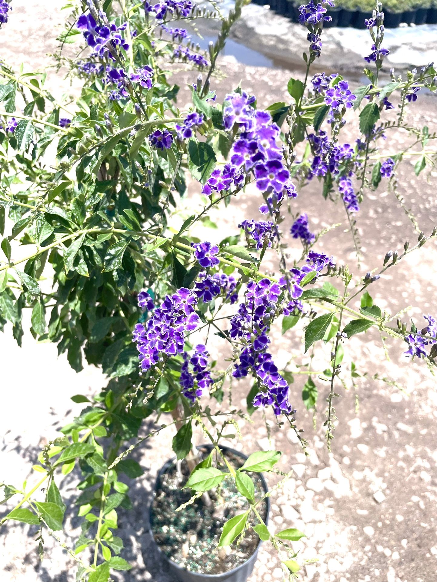 Dwarf Tree-DURANTA SAPPHIRE SHOWERS