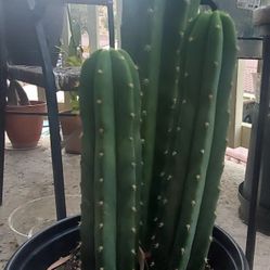 Cactus - Echinopsis PACHANOI