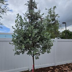 silver bottom wood green bottom wood  Japanese Blueberry  clusias  gambolimbo 