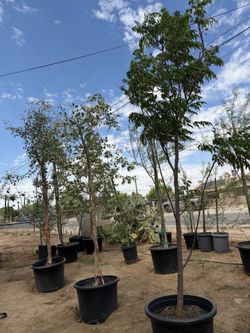 Árboles de sombra🌳