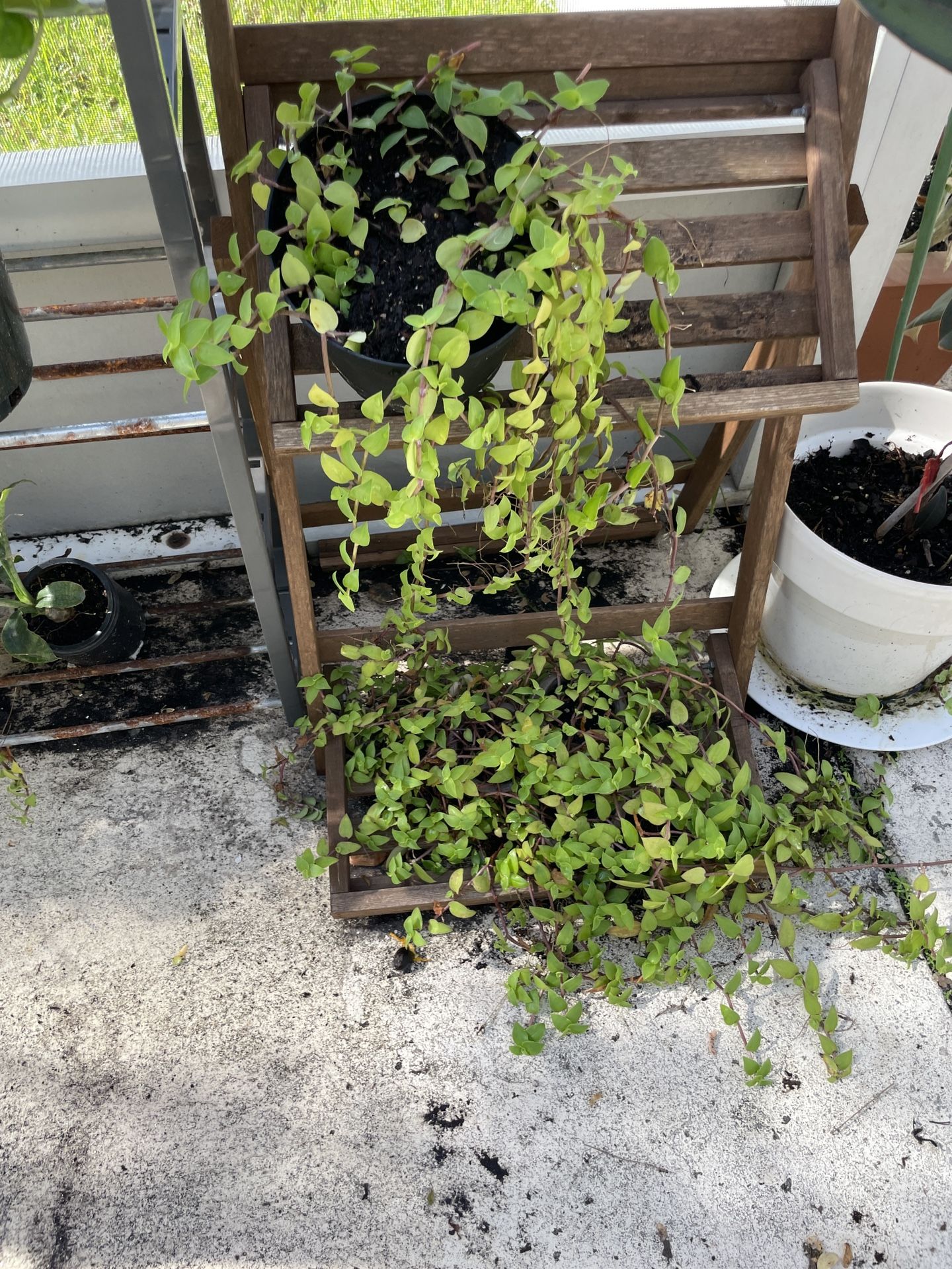 Turtle Vine 5$