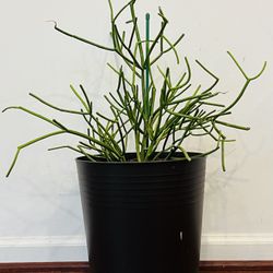 Indoor plant - Pencil Cactus with brown pot