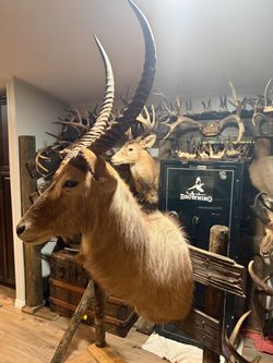 Trophy African Waterbuck