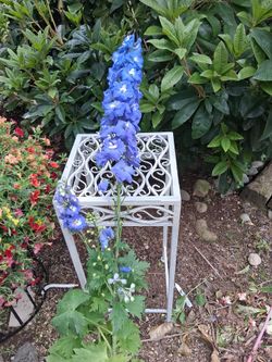 Delphinium