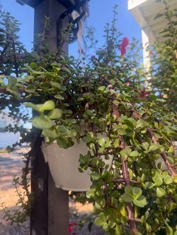 Jade Plant in Hanging White Pot 25$ each one