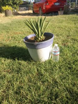 Maguey .