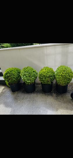Boxwood - perfect spheres -  Buxus Sufruticosa
